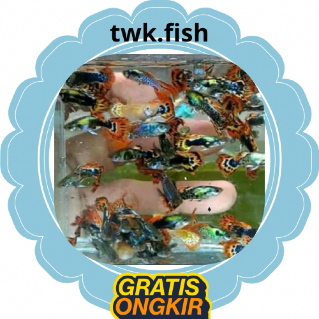 guppy perias aquarium / GUPPY CENDOLAN JANTAN CAMPUR BETINA 10ekor