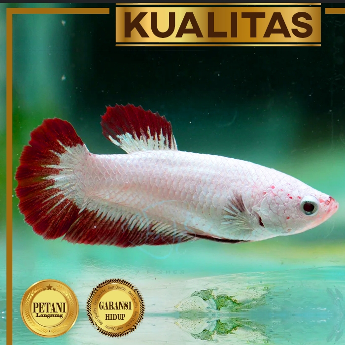 Cupang Betina Red Dragon Ikan Hias Aquascape Hiasan Aquarium Tanaman Air