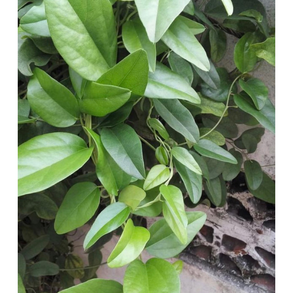 

Daun cincau hijau rambat isi 90 sampai 100 lembar | daun cincau hijau jelly premium | di petik dadakan