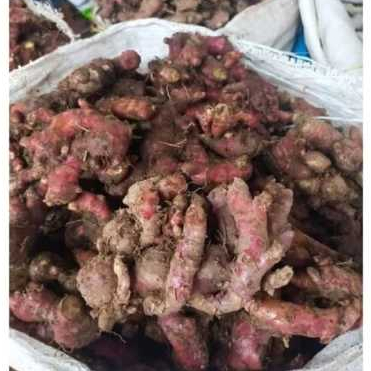 

jahe merah segar 500gr 1kg fresh barang baru free packing kardus