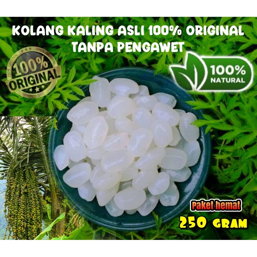 

Biji Kolang Kaling Super Besar & Kenyal Muda 250gram 100% Asli Tanpa Bahan Pengawet