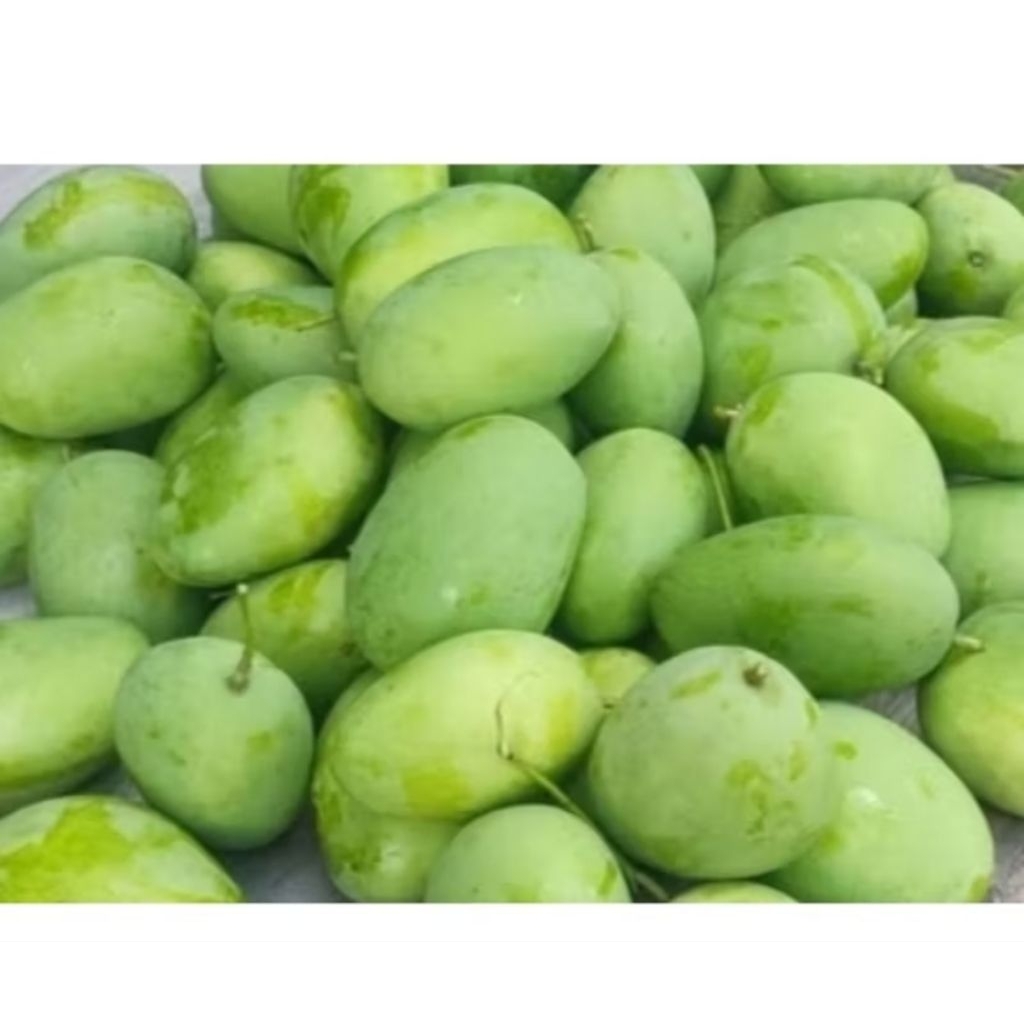 

mangga muda 1kg