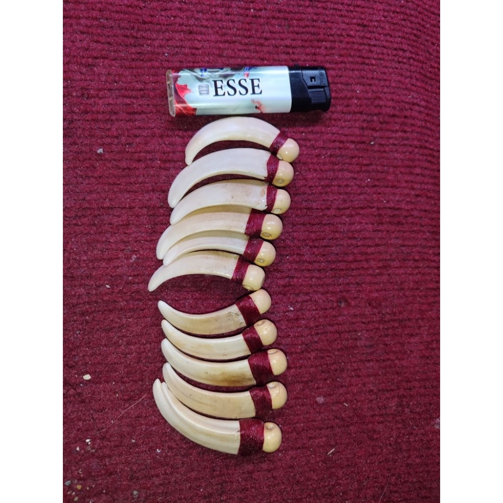 liontin taring babi mini