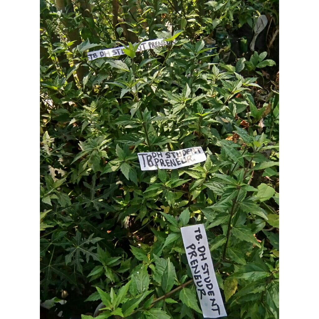 

Daun kumis kucing Daun kumis ucing DAUN SEGAR BASAH maupun DAUN KERING TEH Daun Orthosiphon aristatus Daun Remunjung Daun sesalaseyan Daun songkot koceng Daun giri giri marah Daun songot koceng Organik Murni Alami