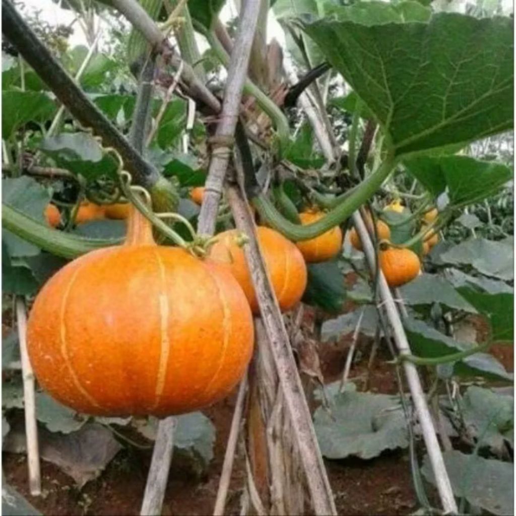 biji benih labu kagum kabocha