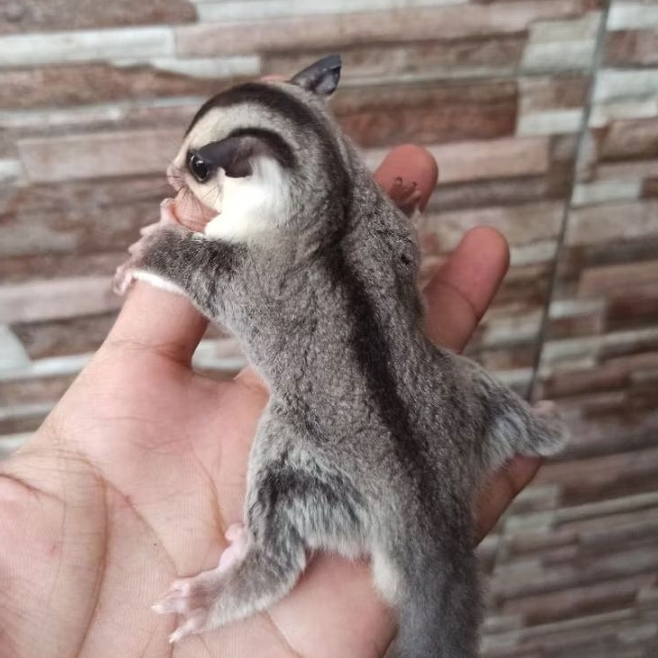 Sugar Glider White Face Joey by Sugarglider Brownsugar
