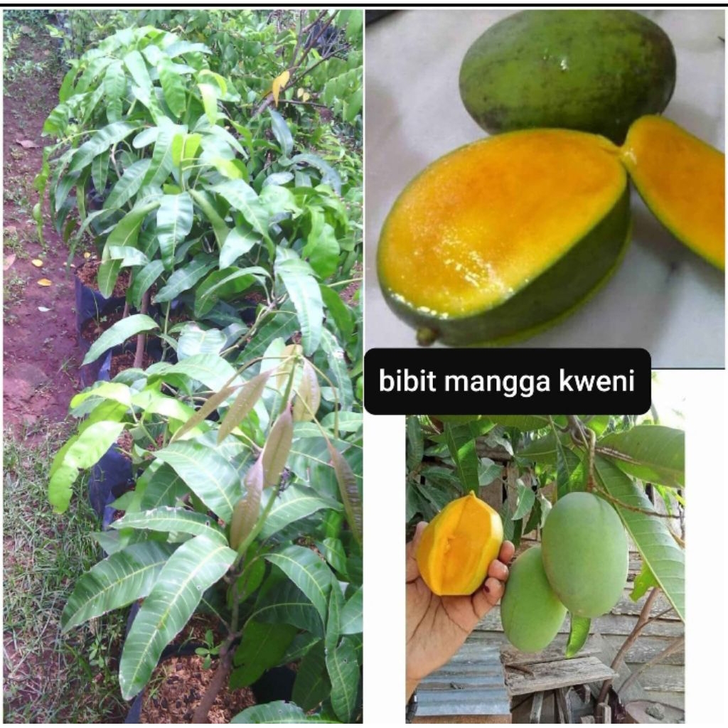 BIBIT MANGGA KWENI SUPER