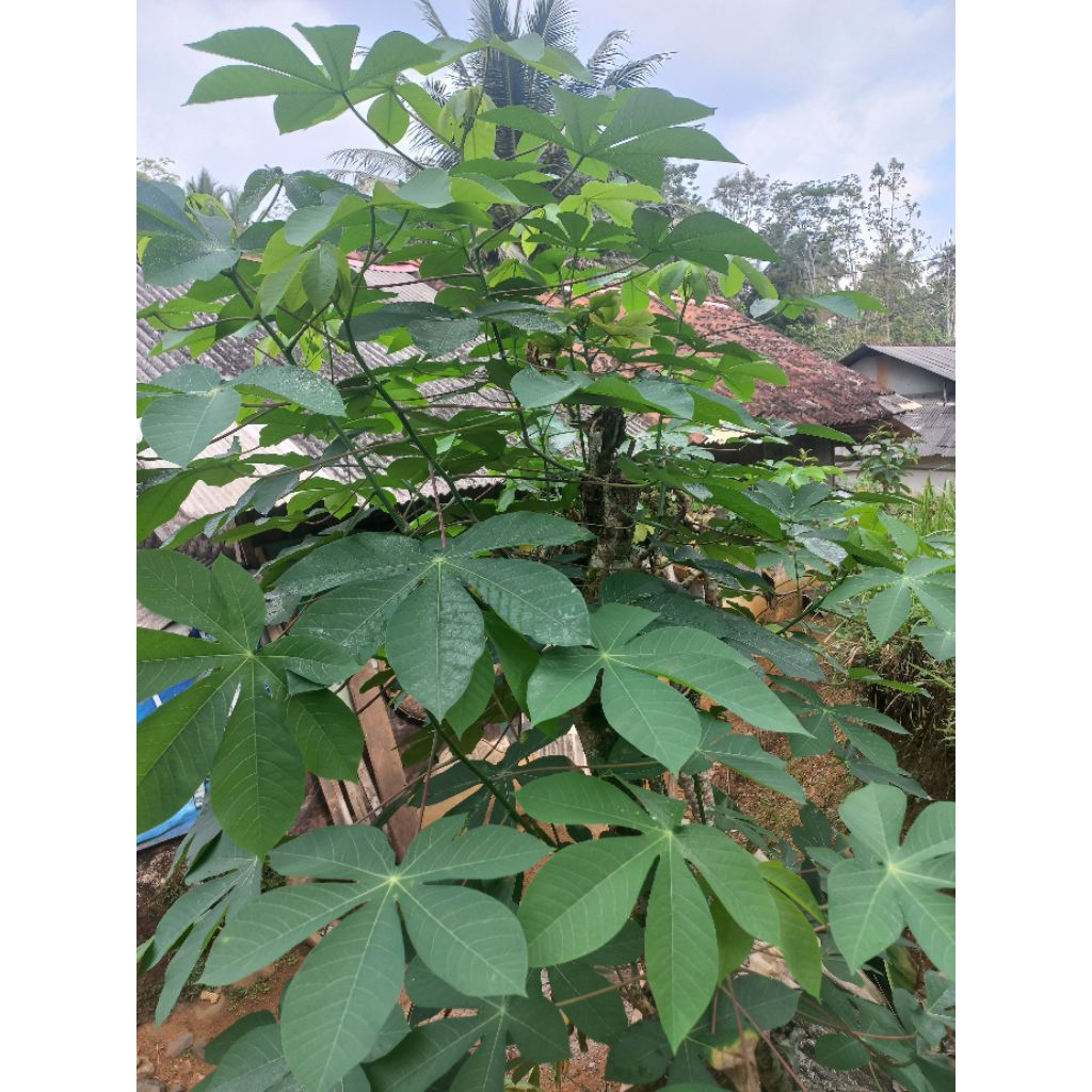 

Daun singkong muda seger/fres dadakan baru metik