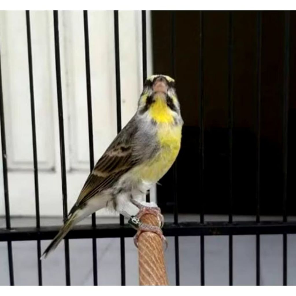 Burung Mozambik betina untuk breeding