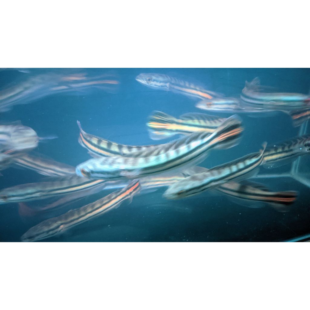 hiasan akuarium untuk toman goblin hijau 18-20cm