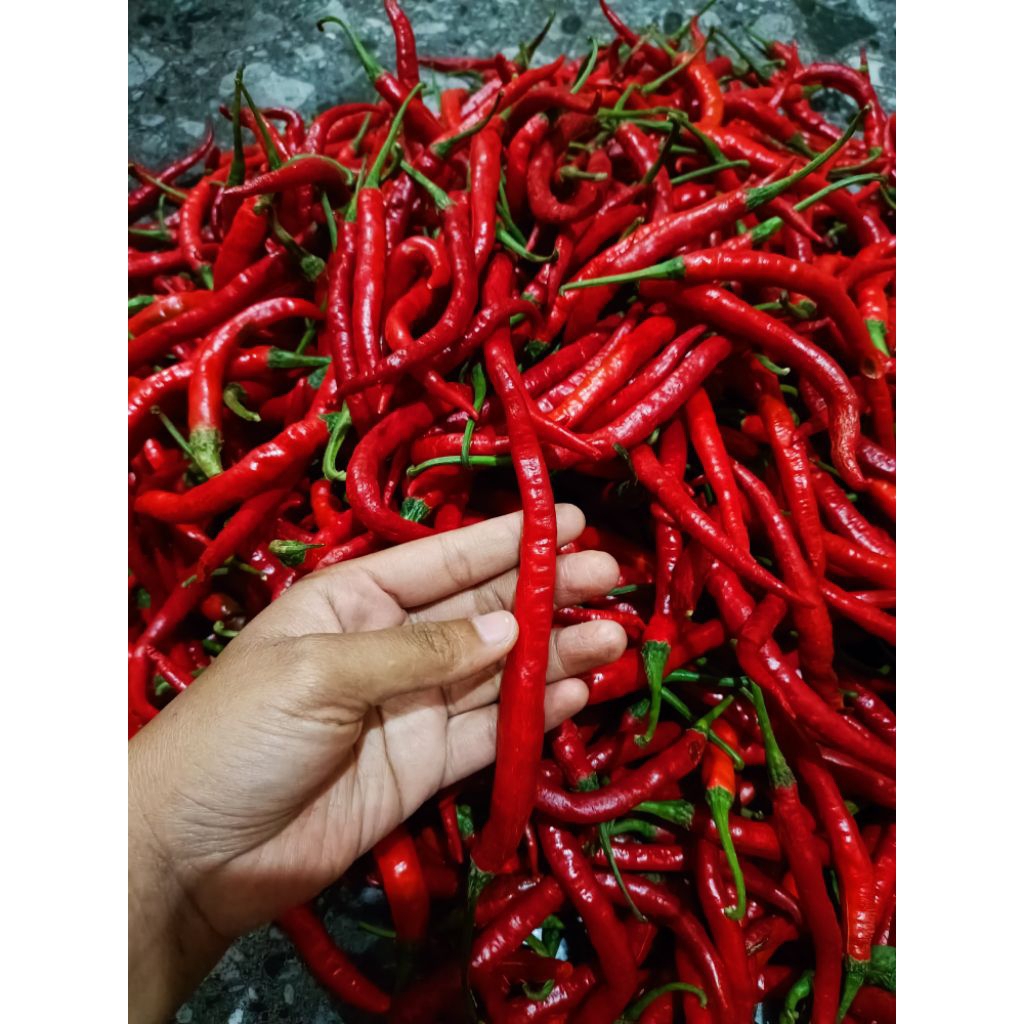 

Cabe merah besar Imperial