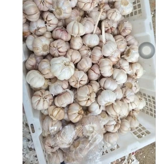 

BAWANG PUTIH 250 GRM