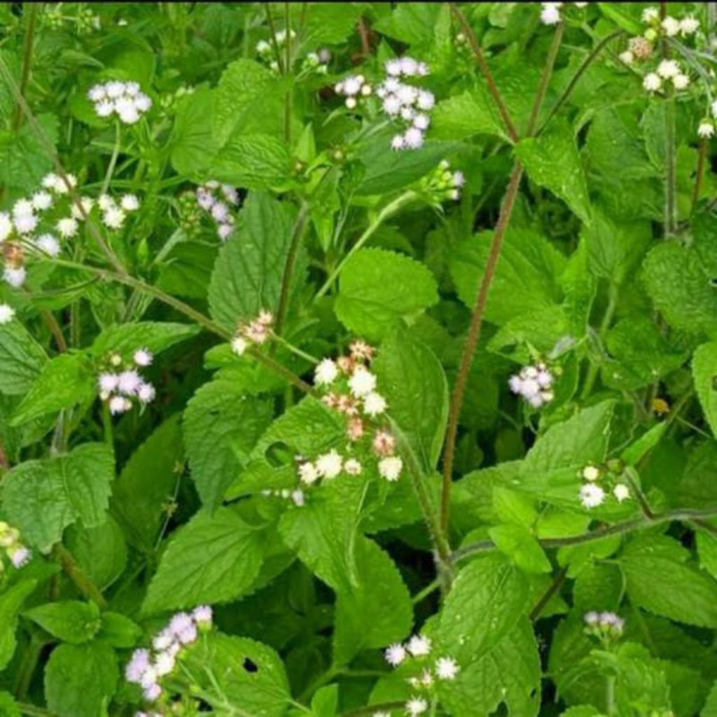 

daun bandotan segar dan fres di petik saat orderan masuk