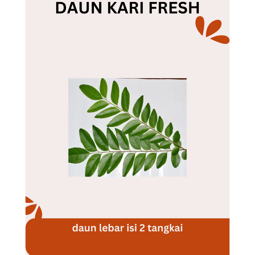 

DAUN KARI SEGAR FRESH BARU PETIK ISI 2 TANGKAI DAUN BESAR DAN PENUH
