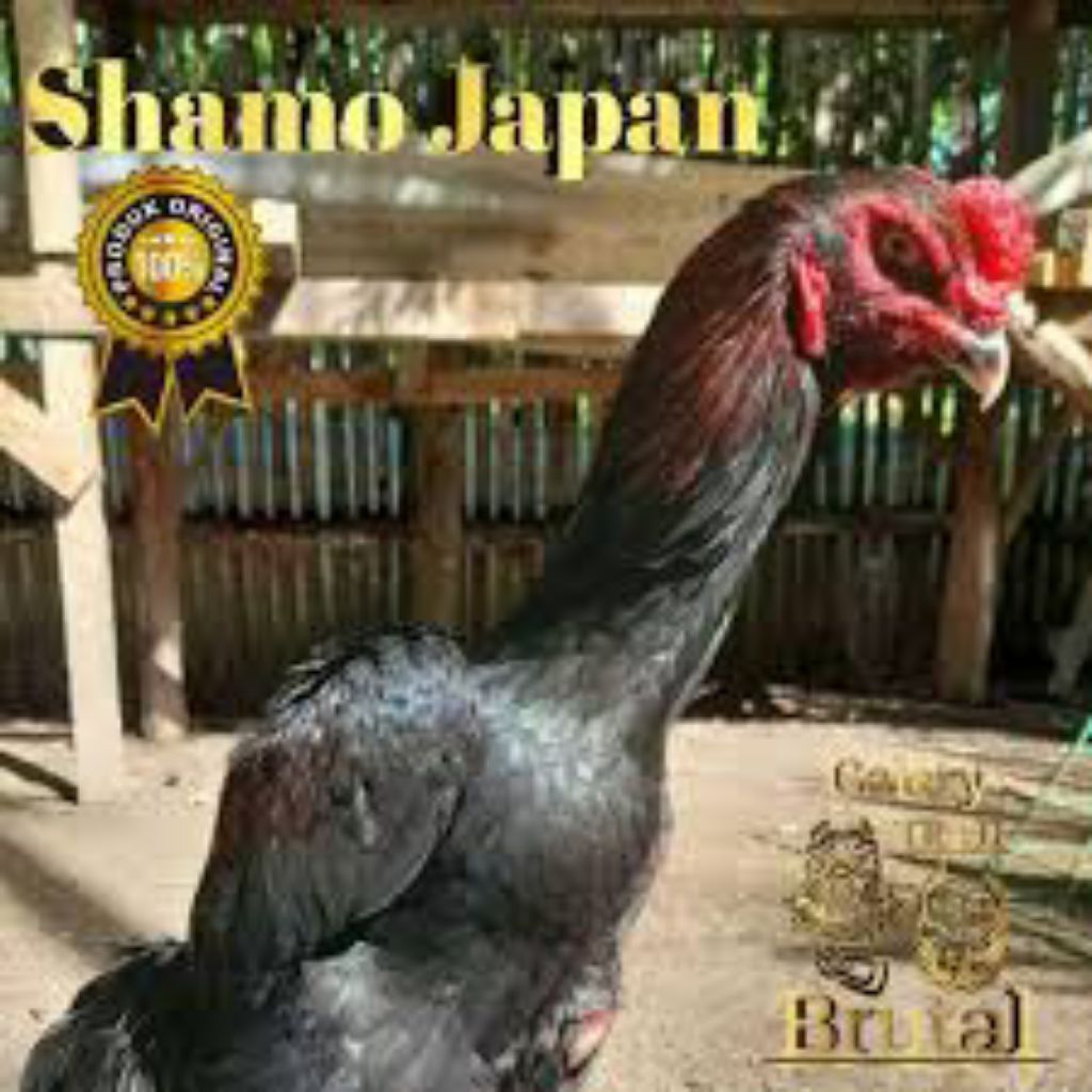 

telur vertil siap tetas ayam shamo japan bibit unggul