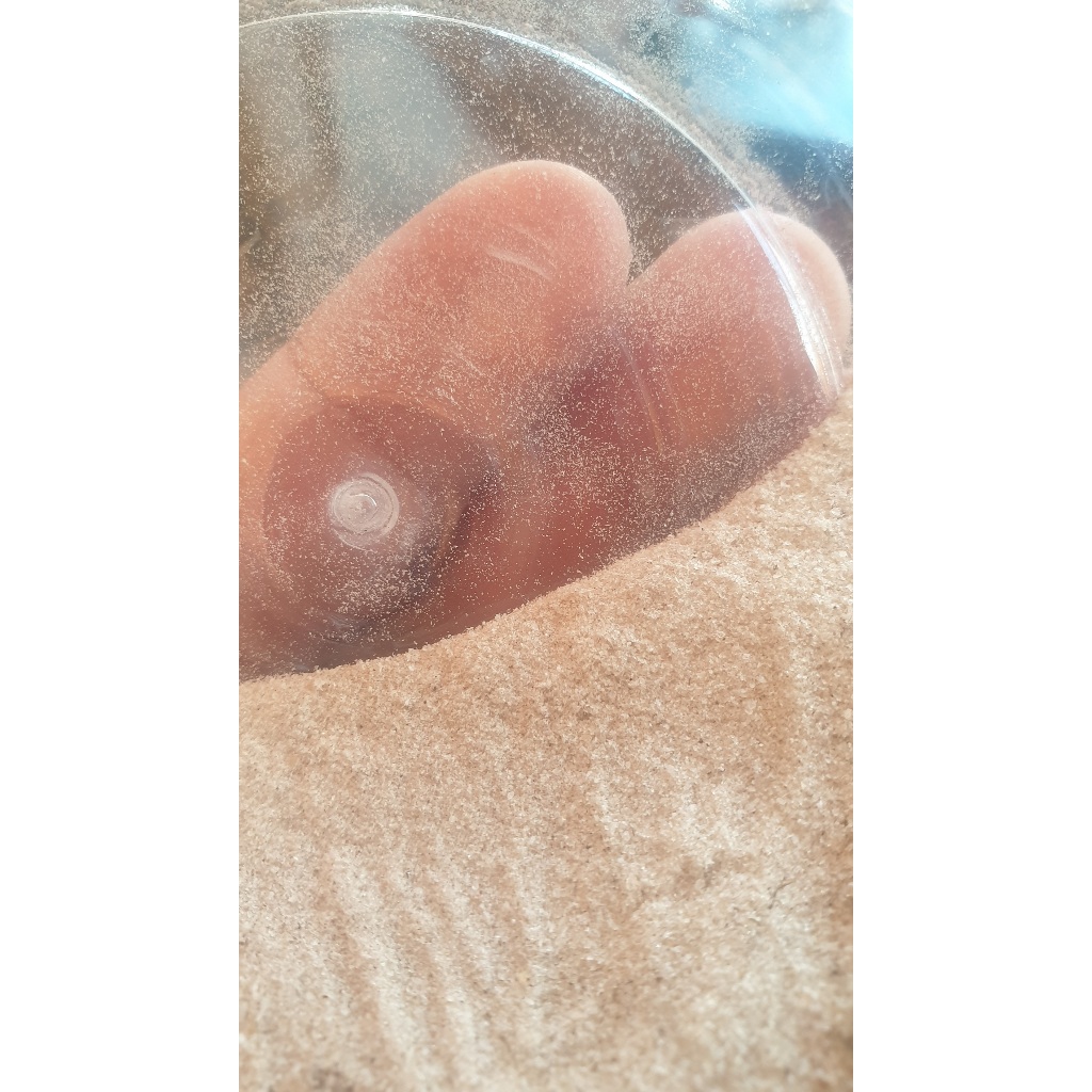 

Sarang Burung Walet Birdnest Bubuk Asli @5gram