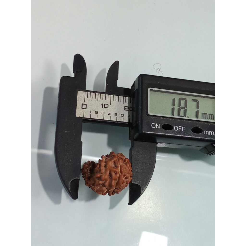 genitri Jenitri rudraksha grabhgaury asli natural