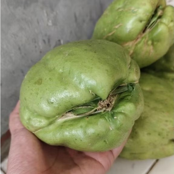 

Bibit/benih Labu siam jumbo siap tanam harga /pcs