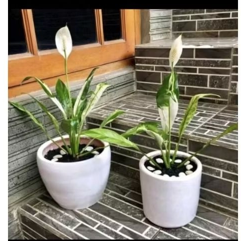 Bunga spatufilum varigata sepatu filum varigata