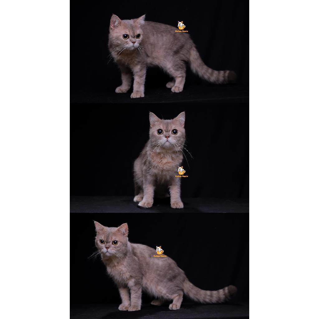 Koda – Kucing British Shorthair 14 Bulan Jantan