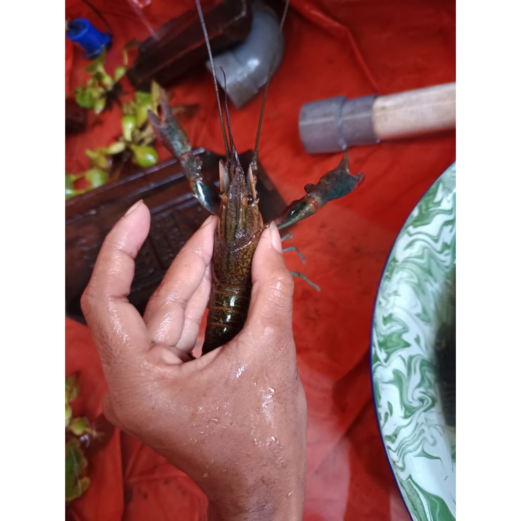 

Lat tawar konsumsi atau hias bisa