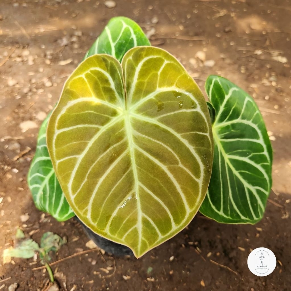 Anthurium Magnificum Hybrid - Nanemyuk