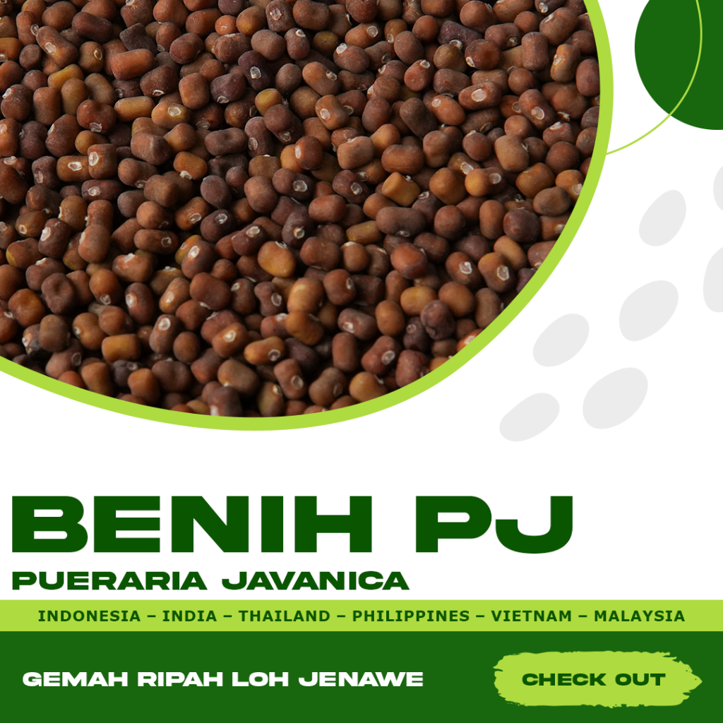 Kacangan PJ Pueraria Javanica Puerarea Javanica, Berat Bersih 500 Gram