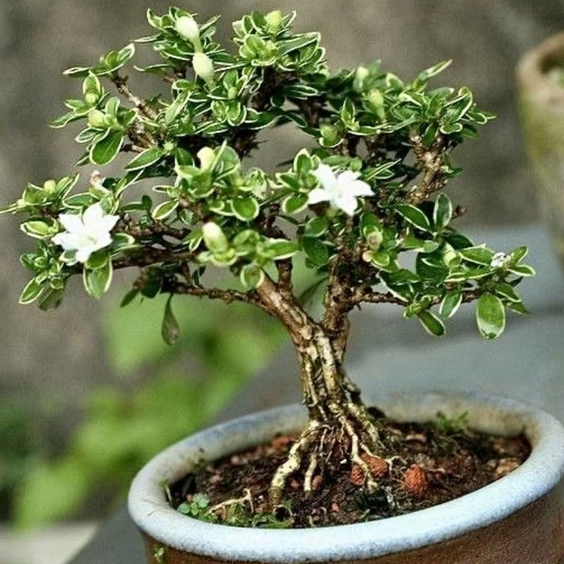 Tanaman hias Bonsai mirten/bahan bonsai mirten