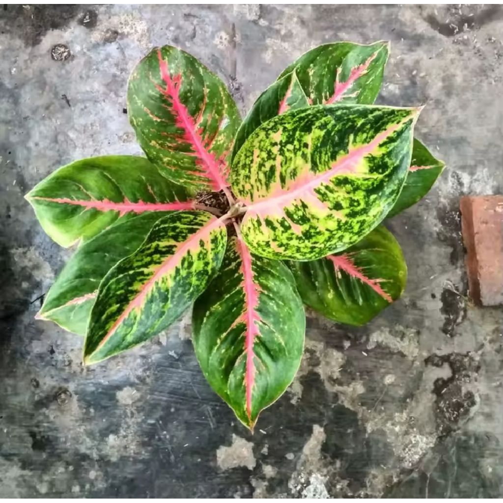 aglonema big papa dewasa aglonema dewasa murah harga promo