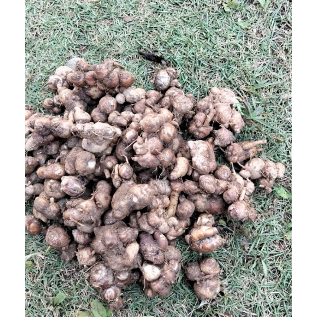 

kencur rempah,herbal 250g