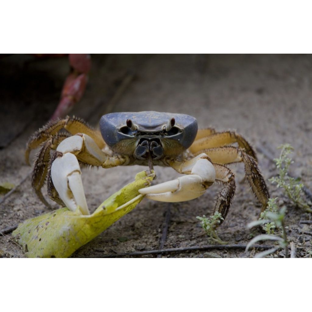 

Kepiting Hias Tawar Tuerkayna Celeste Aquascape