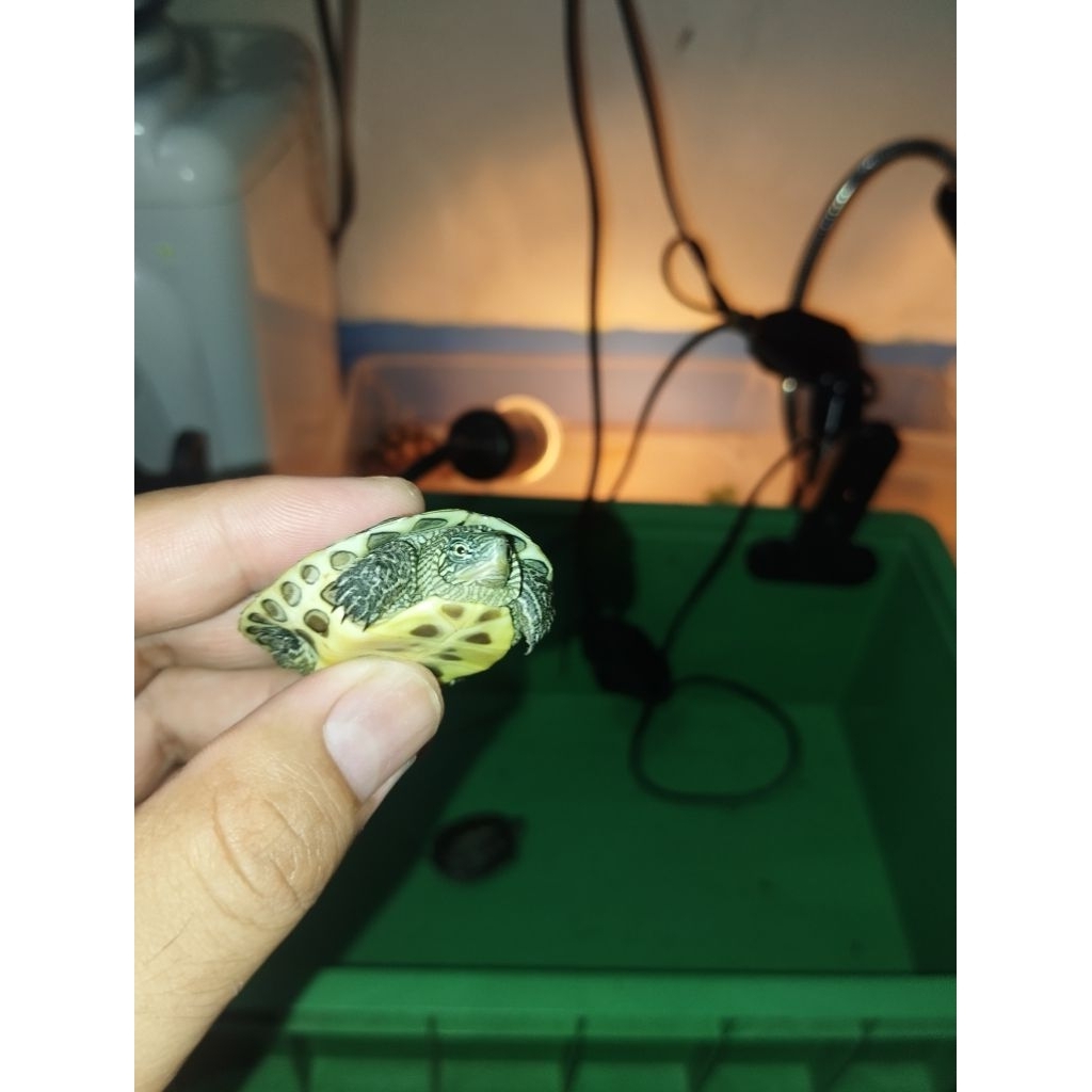 Sellyliavitaliavita Ocadia Sinensis Ukuran 4-5 Cm