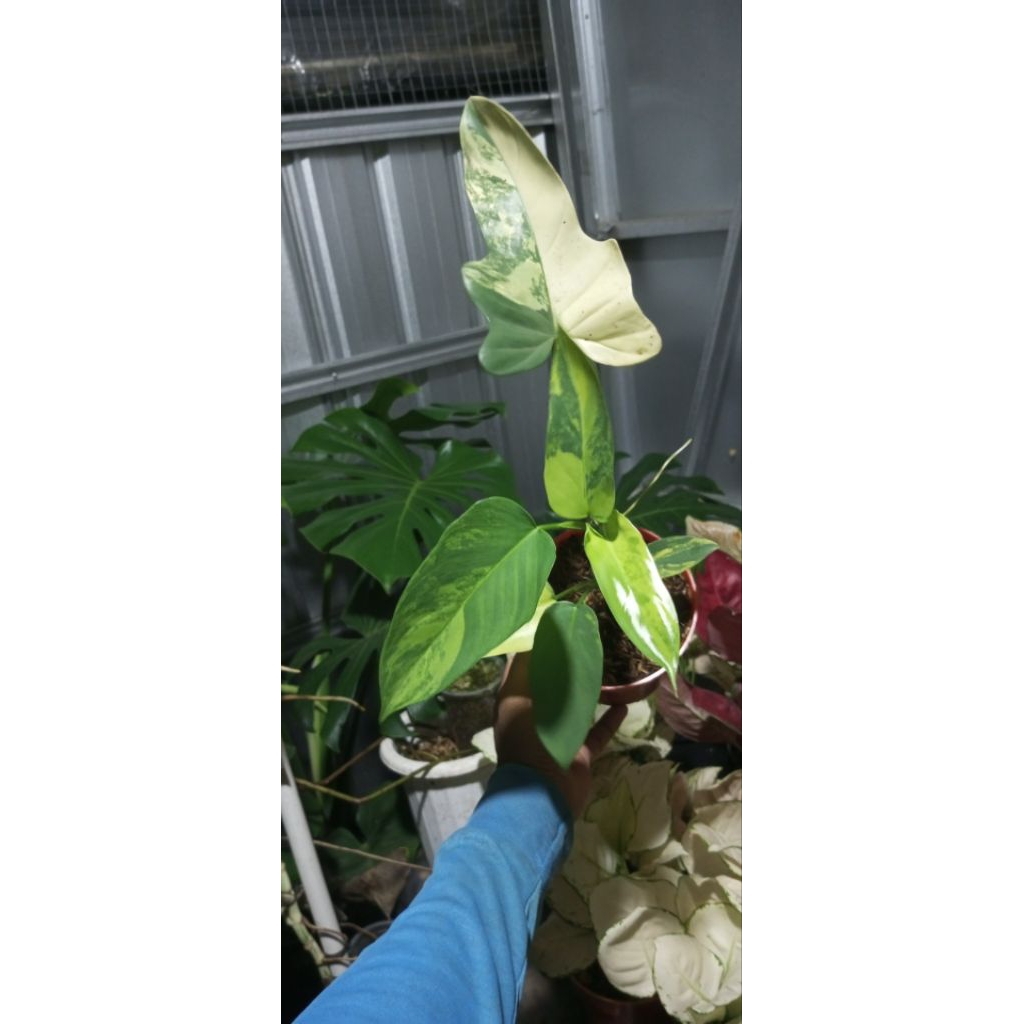 VIOLIN GREEN VARIEGATA