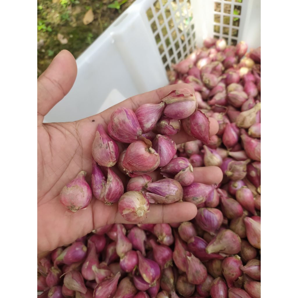 

BAWANG MERAH BREBES ASLI AROMA WANGI UKURAN BESAR RATA KEMASAN 1KG
