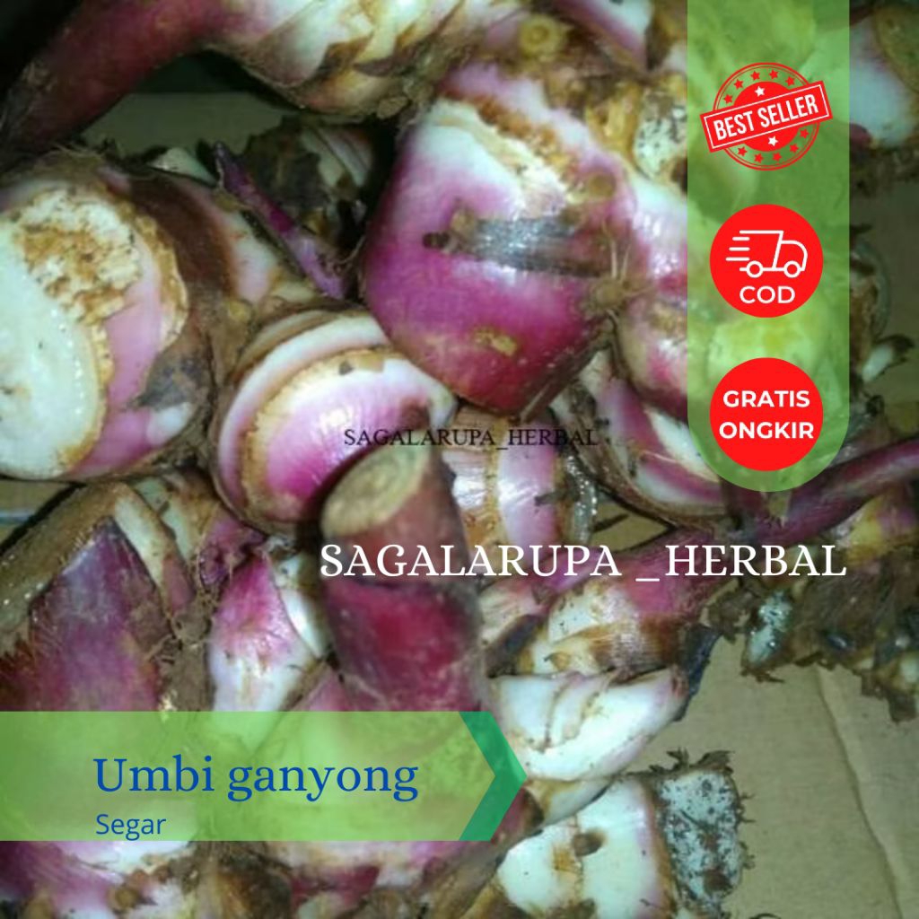 

JUAL UMBI GANYONG MERAH NETTO 500 GRAM
