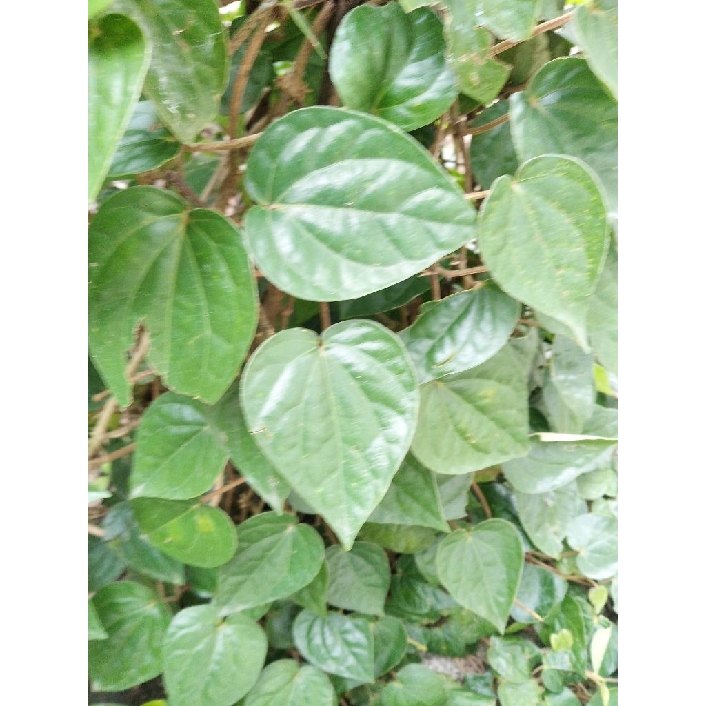 

Daun Sirih Hijau Segar ORGANIK/pembelian 10 lembar gratis 1