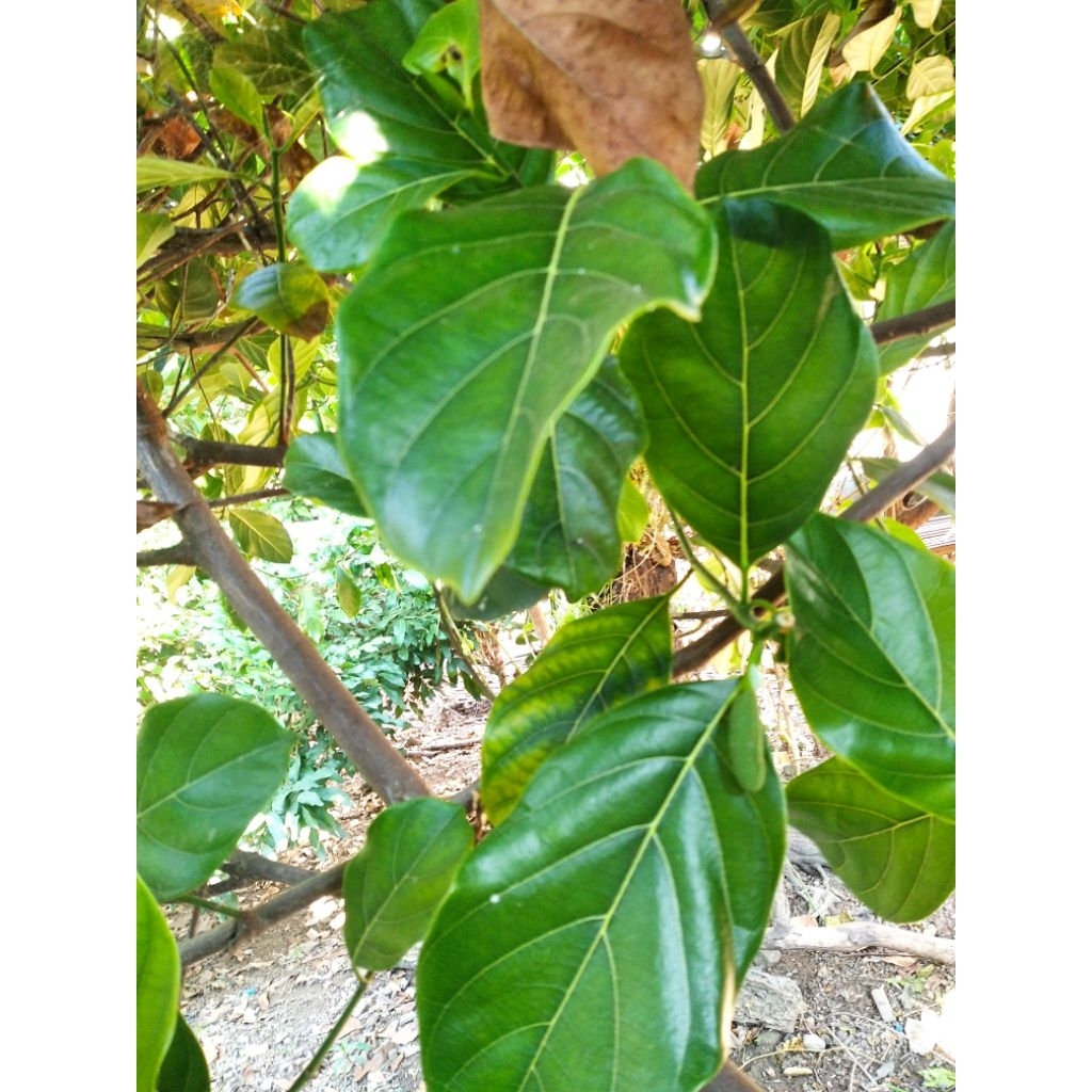 

Daun Nangka Segar ORGANIK/pembelian 10lembar gratis 1 lembar