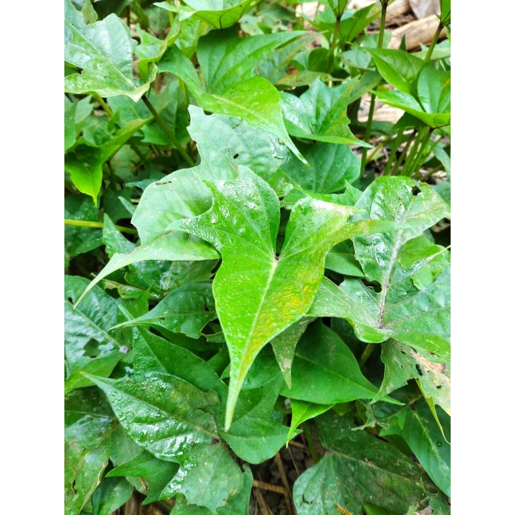 

Daun Ubi Jalar Segar / 1 ikat