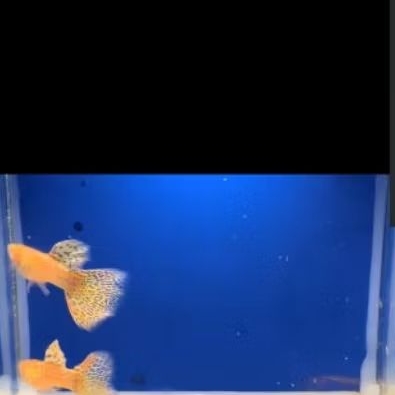 guppyAlbinoYellowKingCobra