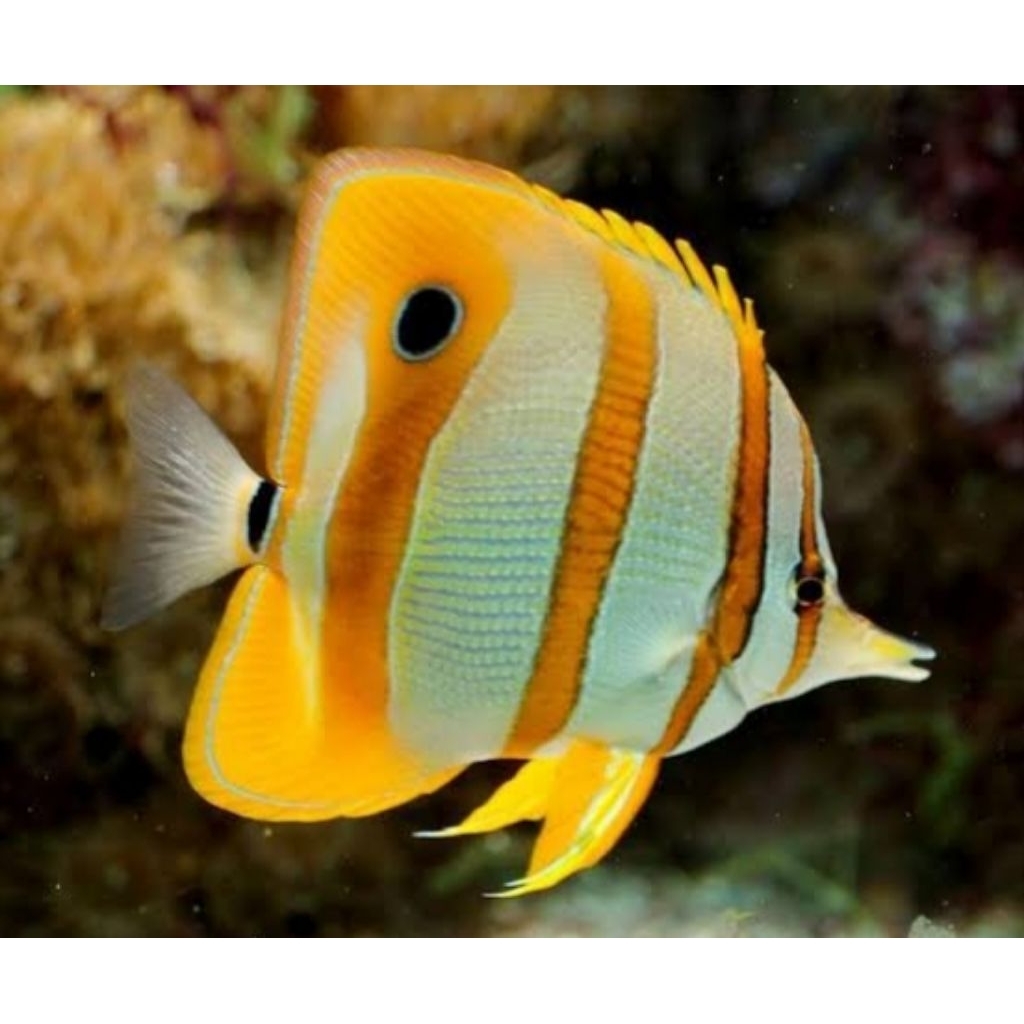 IKAN HIASAN LAUT KEPE MONYONG