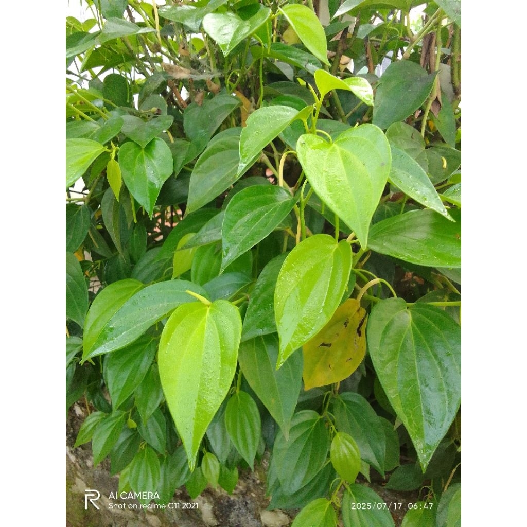 

Daun Sirih Hijau Daun Sireh Daun Lu'at Segar Herbal Atasi Batuk Dan Sakit Tenggorokan Per 10 Lembar Termurah