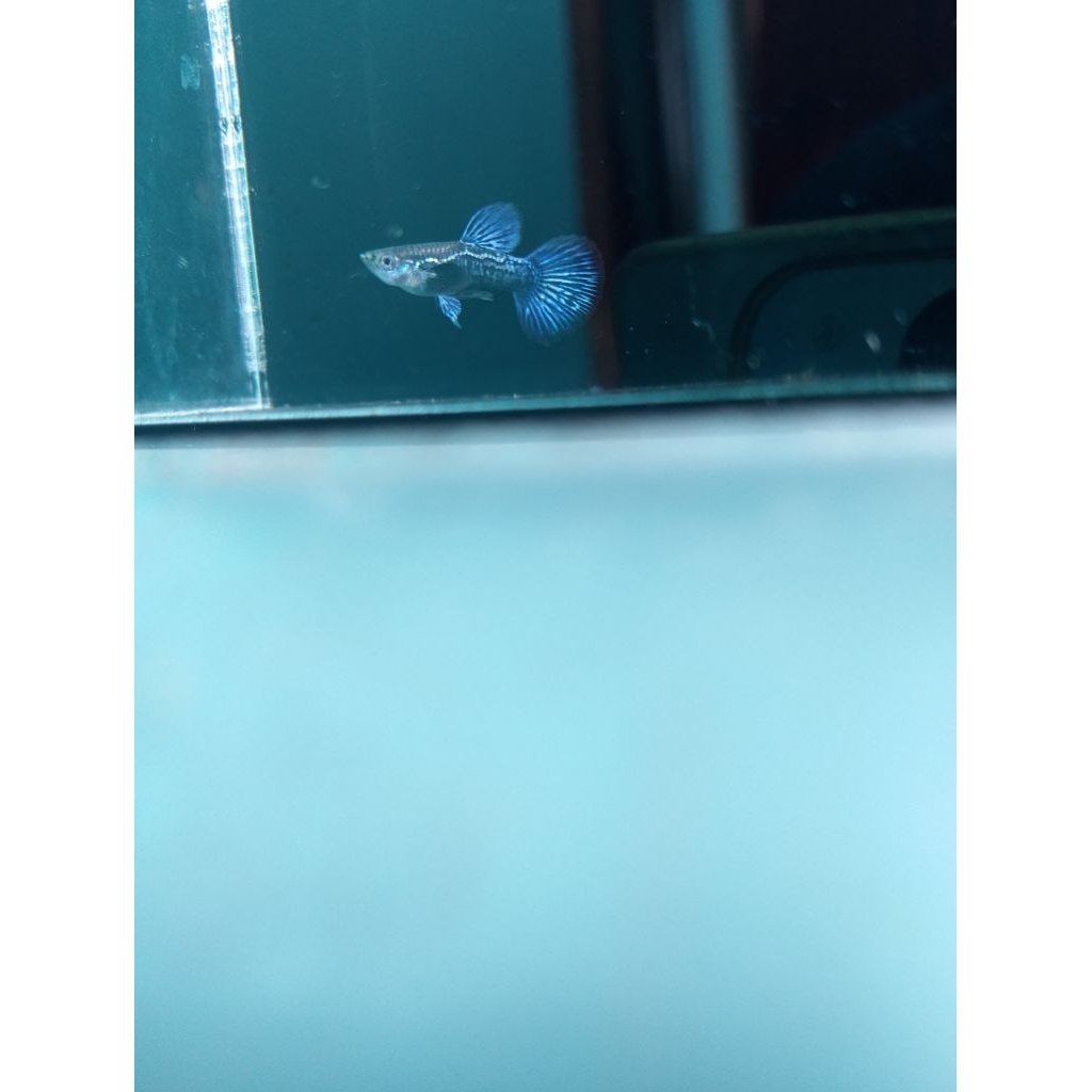 SPAREPART GUPPY BLUE DRAGON
