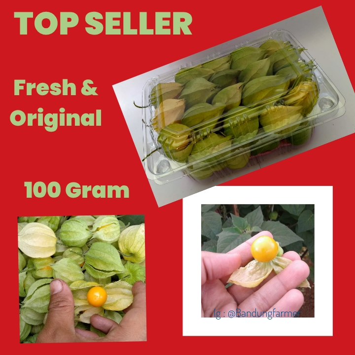 

Ciplukan 1 Ons bermanfaat untuk kesehatan