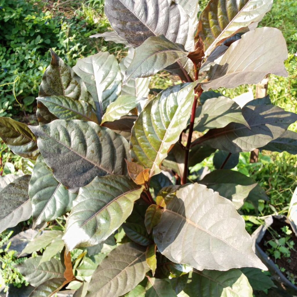 

Daun Handeleum Herbal alami 100 gram untuk masalah Ambien