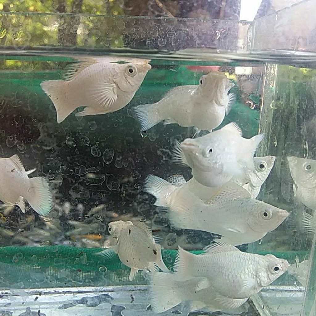 molly balon platinum roundtail