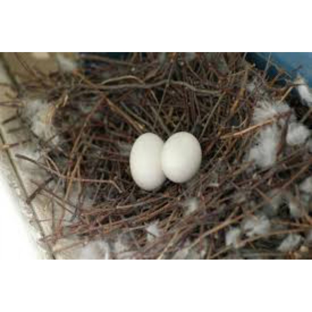 

telur fertil burung merpati balap siap tetas