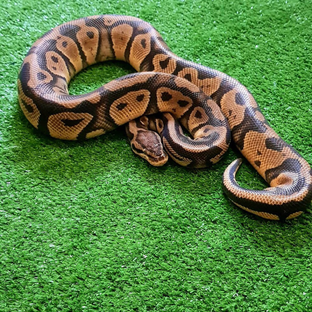 Ball Python Pastel PH Clown,,Male Dewasa,,Siap Ternak