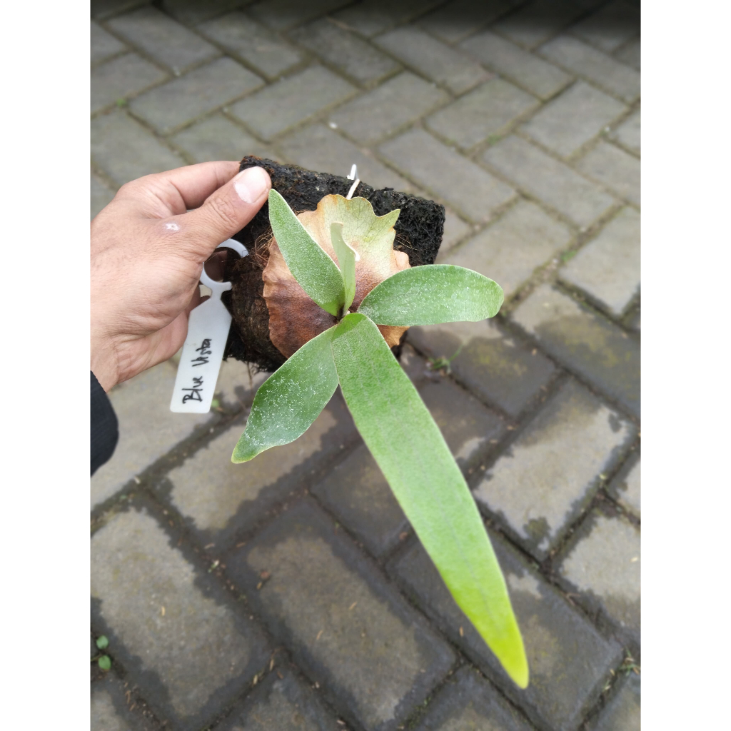 Platycerium Willinckii ‘Blue Vista’ – Tanaman Hias Unik & Elegan | Tanduk Rusa Langka