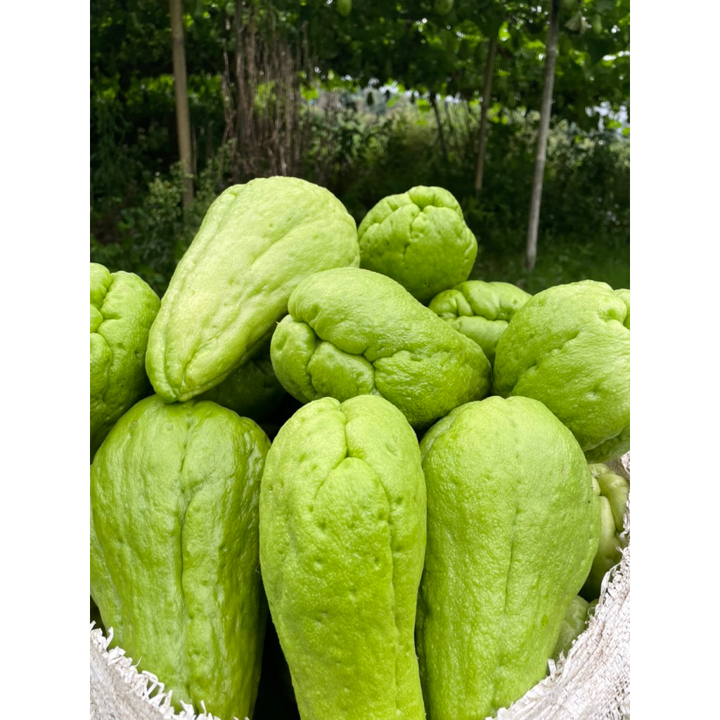 

sayuran labu siam lngsung metik di kebun 1kg beli 3kg+gratis 2 labu