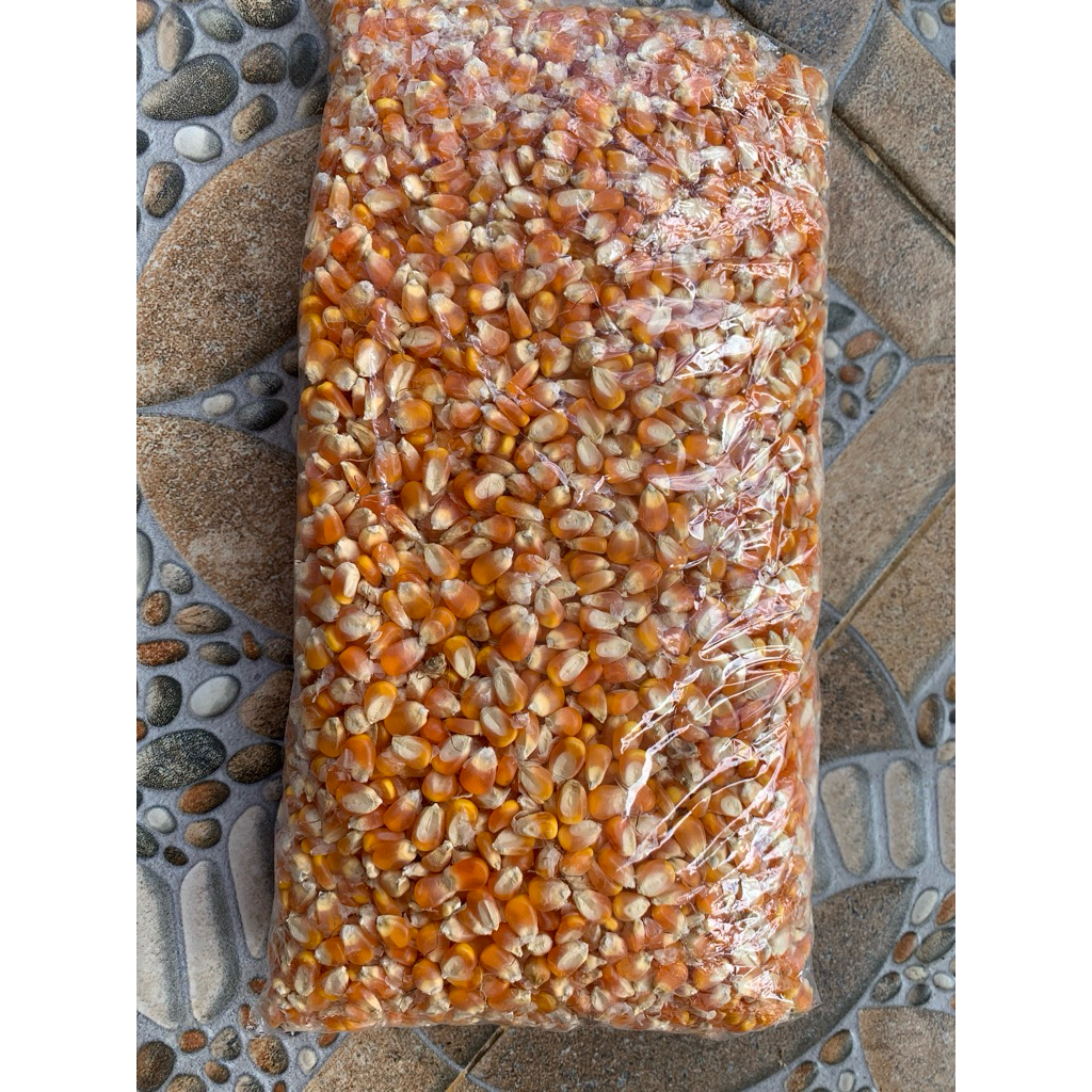 

Jagung Pipil Kering Premium – Cocok Pakan Ternak & Bahan Pangan – 1 kg / 5 kg / 10 kg